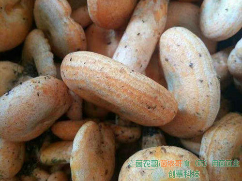 人工种植松乳菇