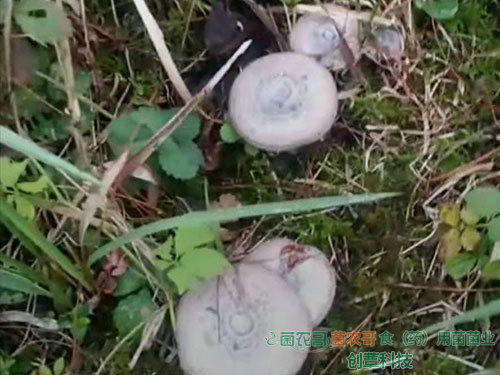 人工种植松乳菇