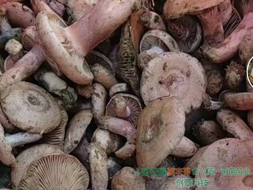 人工种植松乳菇