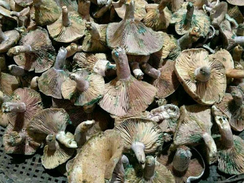 松林下的美味蘑菇——松乳菇（丝茅菌）核心技术已被，可以大面积种植了