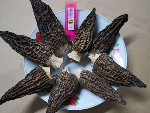 湖南创蕈农业科技有限公司,怀化食用菌种植销售,怀化羊肚菌种植销售,怀化赤松茸种植销售 湖南创蕈农业科技有限公司,怀化食用菌种植销售,怀化羊肚菌种植销售,怀化赤松茸种植销售