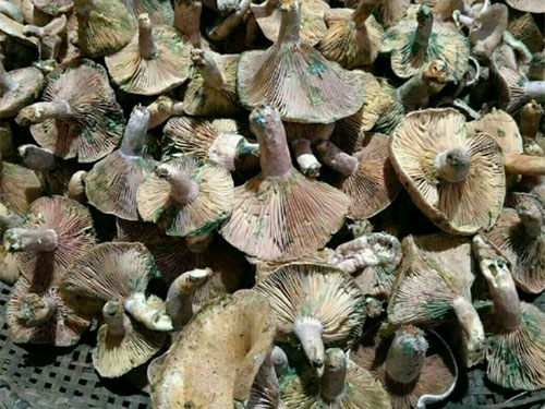 湖南创蕈农业科技有限公司,怀化食用菌种植销售,怀化羊肚菌种植销售,怀化赤松茸种植销售 湖南创蕈农业科技有限公司,怀化食用菌种植销售,怀化羊肚菌种植销售,怀化赤松茸种植销售